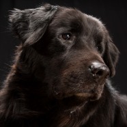 THE BLACK DOGS PROJECT: COME SUPERARE LA SUPERSTIZIONE