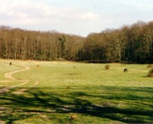 Oasi naturali: il bosco di Macchia Grande a Manziana!