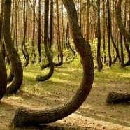 Viaggi alternativi: il mistero della foresta Hoia Baciu