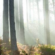 Cannock Chase: la foresta dei misteri